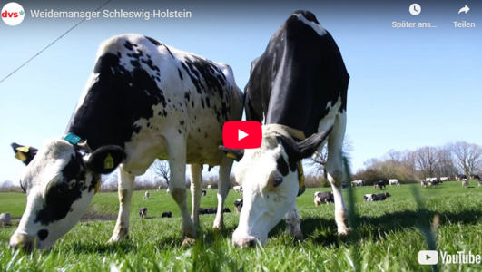 Zwei schwarz-weiß gefleckte Kühe grasen auf einer Weide, Screenshot eines YouTube-Videos 'Weidemanager Schleswig-Holstein'