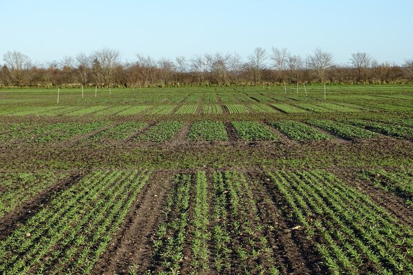Ein Feld mit Junggetreidepflanzen.