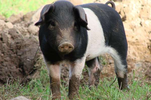 Ein Schwein steht in einem Freilandgehege und schaut in die Kamera.