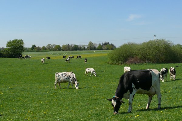 Eine Weidelandschaft in Schleswig-Holstein auf der Kühe grasen.