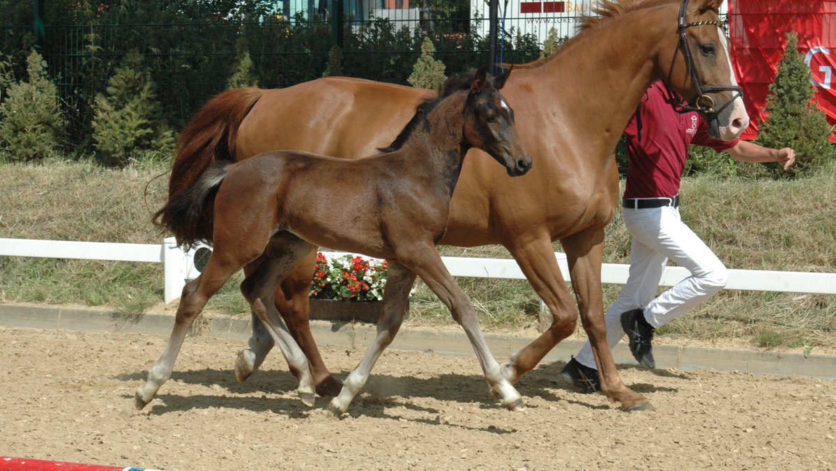 Ein Pferd und daneben ein Fohlen traben an einem Zaun entlang.