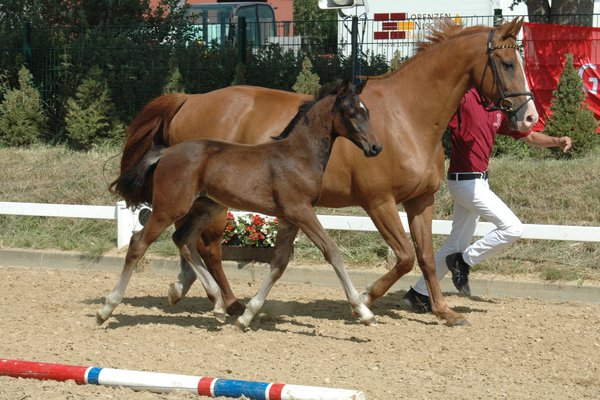 Ein Pferd und daneben ein Fohlen traben an einem Zaun entlang.