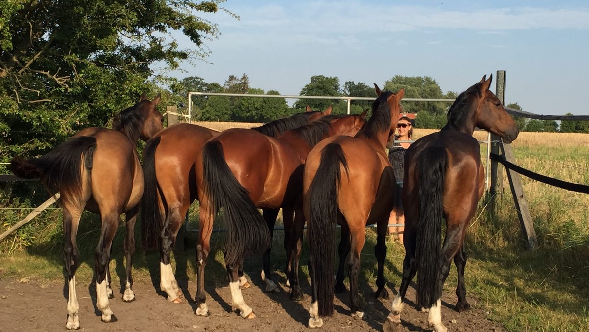 Fünf Pferde stehen an einem Zaun im Freiland.