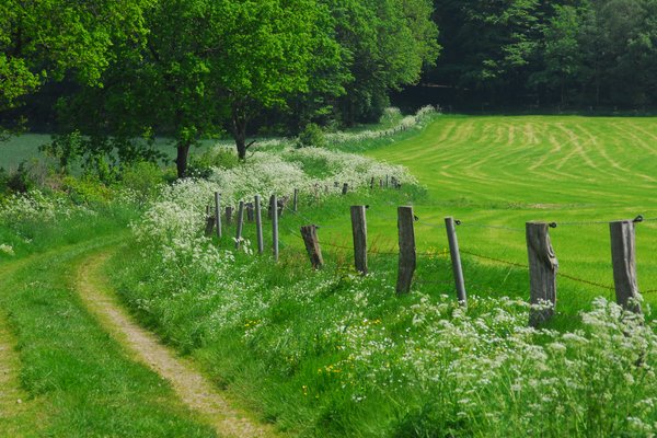 Ein Landschaftsbild. Zu sehen ist ein Feldweg am linken Bildrand und Rechts eine Weide hinter einem Holzzaun. Im Hintergrund sind Bäume zu sehen.