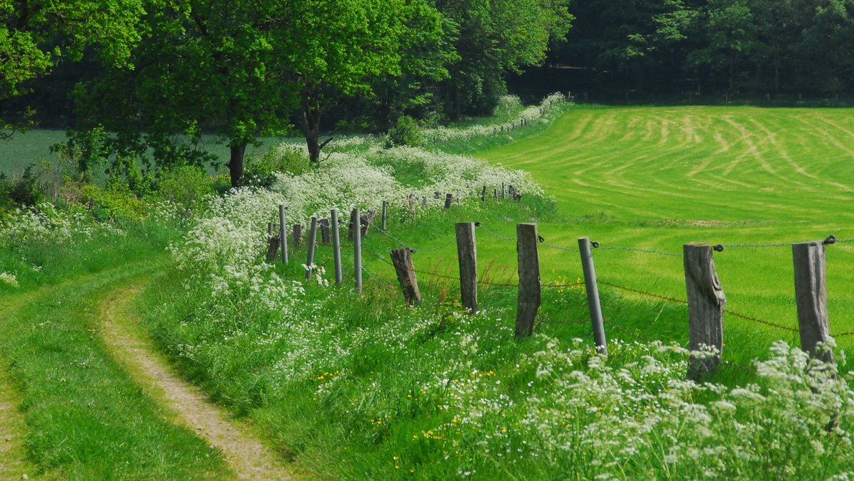 Ein Landschaftsbild. Zu sehen ist ein Feldweg am linken Bildrand und Rechts eine Weide hinter einem Holzzaun. Im Hintergrund sind Bäume zu sehen.