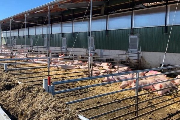 Schweinestall mit Freilandbereich, in dem Schweine im Stroh liegen.