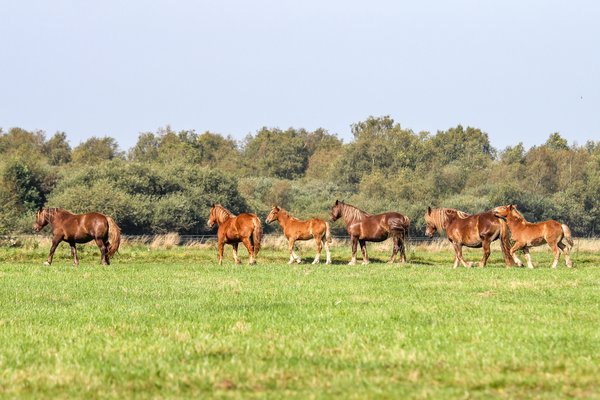 Schleswiger-Kaltblutpferde stehen auf einer Weide