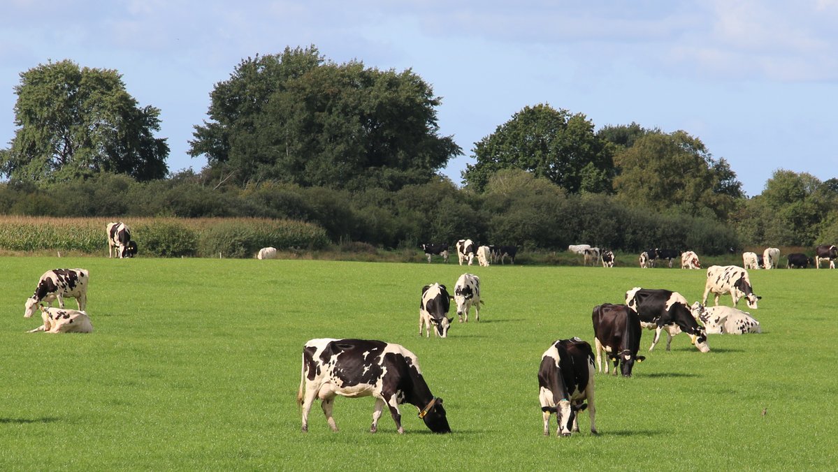 Weidelandschaft, auf der Kühe grasen.