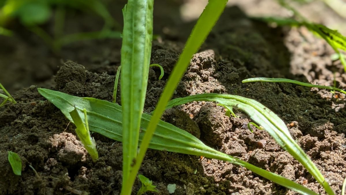 Spitzwegerich-Jungpflanzen im Garten
