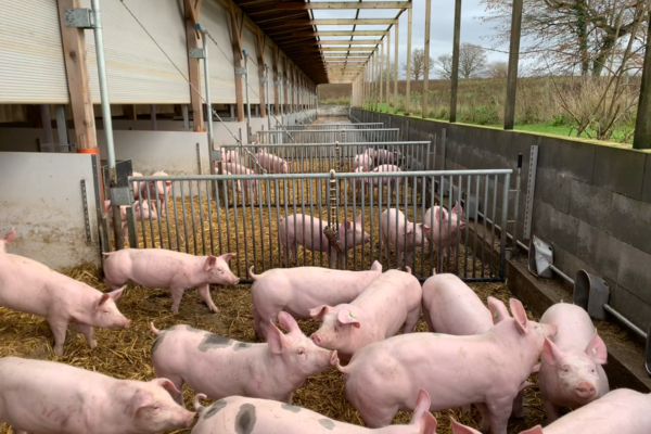 Eine Gruppe Schweine steht in einer Bucht in einem Offenstall. 