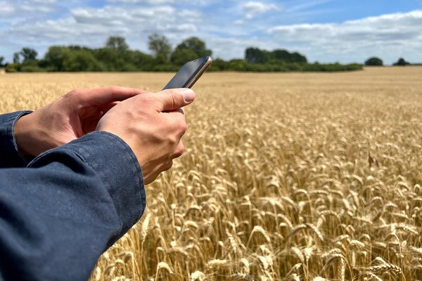 Eine Person hält ein Handy vor einem gelben Weizenfeld.