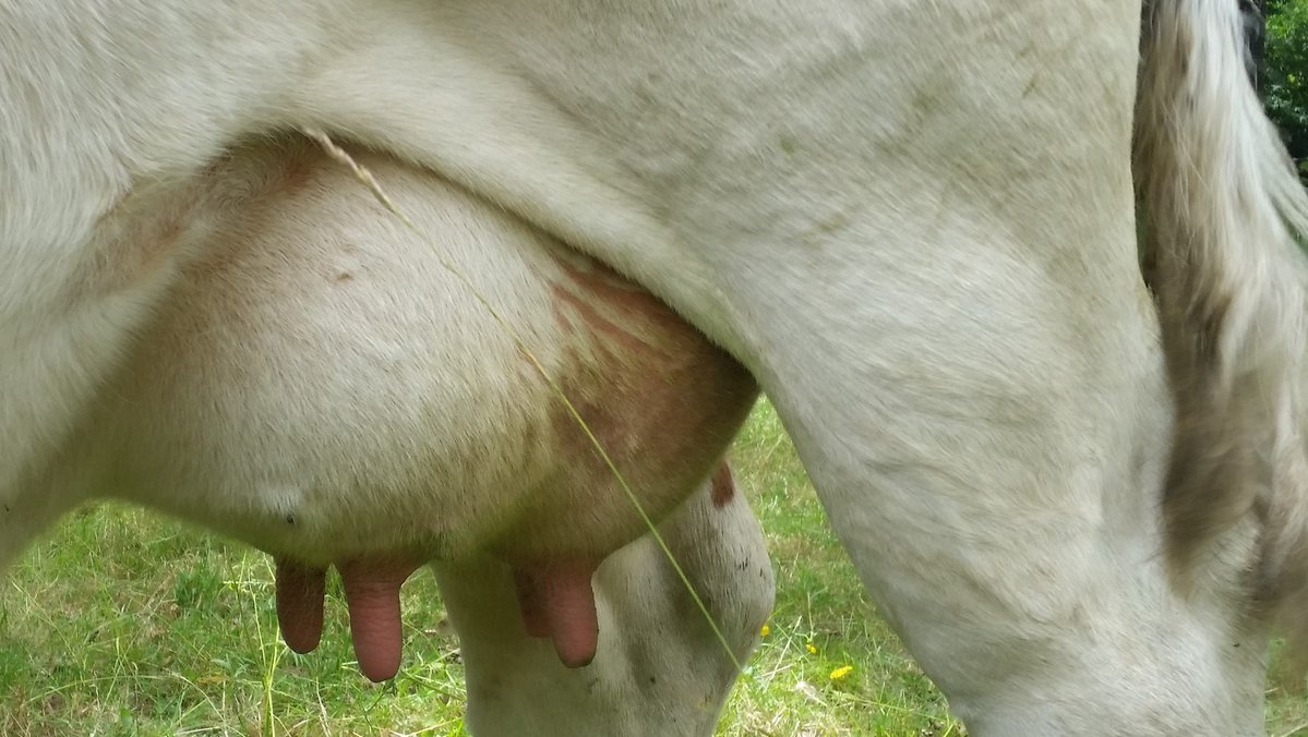 Bild von einem Kuheuter