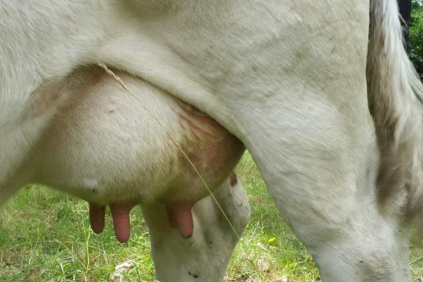 Bild von einem Kuheuter