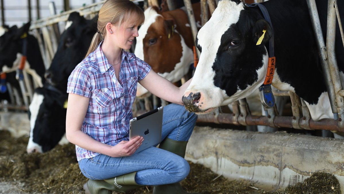 Eine Frau mit einem Tablet in der Hand kniet im Stall vor einer Kuh