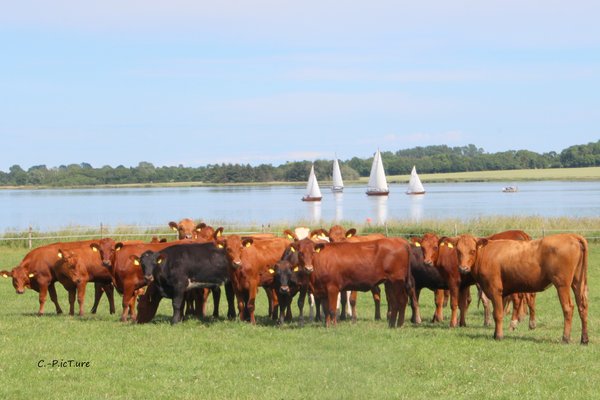Eine Gruppe von Angler Rindern steht auf einer Weide.