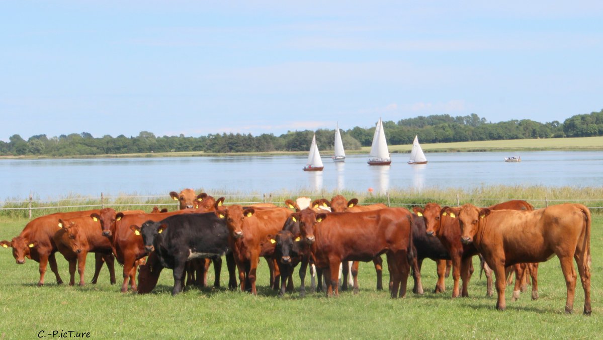 Eine Gruppe von Angler Rindern steht auf einer Weide.