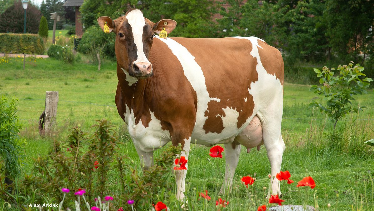 Eine Kuh, Rasse Rotbunt DN, steht vor Blumen auf einer Weide.