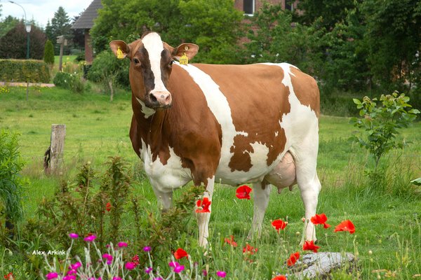 Eine Kuh, Rasse Rotbunt DN, steht vor Blumen auf einer Weide.