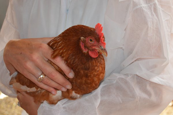 Eine Legehenne wird von einer Person auf dem Arm gehalten