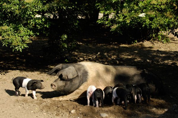 Eine Sau sonnt sich mit ihren Ferkeln in einem Freilandgehege.