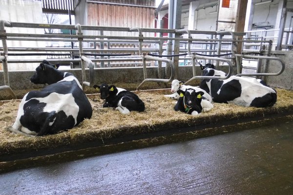 Kühe liegen in ihren Liegeboxen in einem Kuhstall.