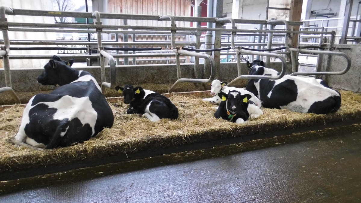Kühe liegen in ihren Liegeboxen in einem Kuhstall.