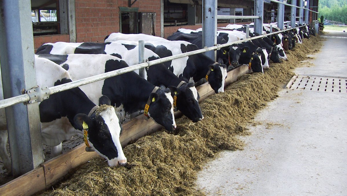 Kühe in einem Kuhstall beim fressen am Gatter.