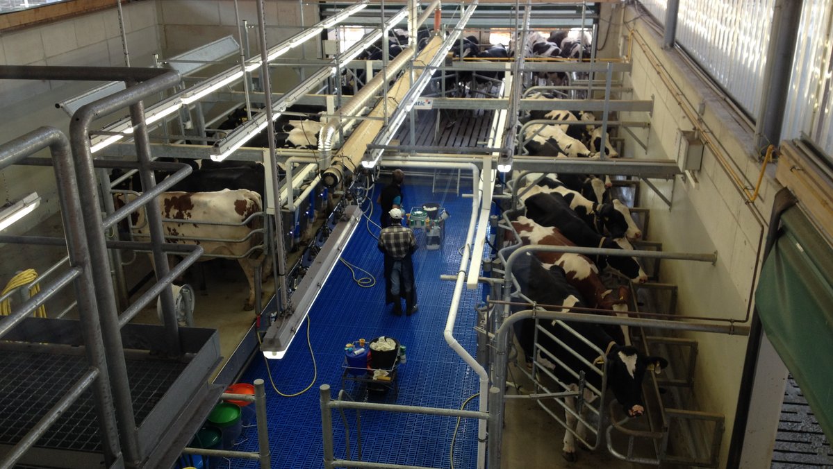 Ein Melkstand von oben.