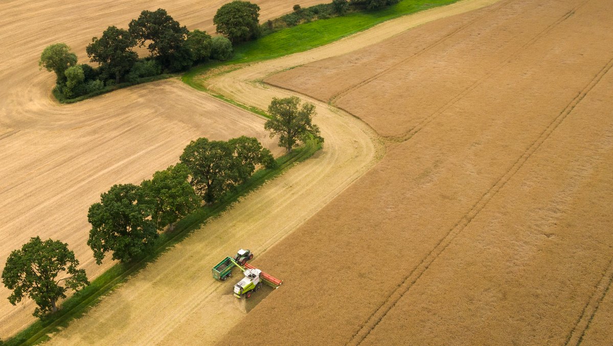 Eine Luftaufnahme von einem Mähdrescher und einem Traktor im Getreidefeld bei der Ernte.