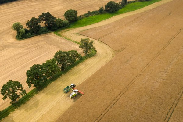 Eine Luftaufnahme von einem Mähdrescher und einem Traktor im Getreidefeld bei der Ernte.