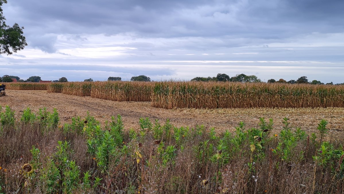 Ein Maisfeld vom Feldrand aufs betrachtet.