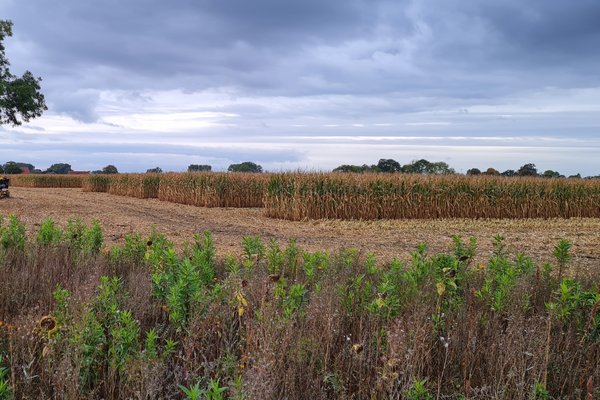 Ein Maisfeld vom Feldrand aufs betrachtet.
