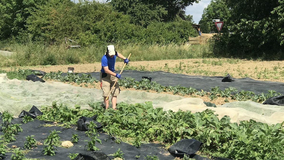 Eine Person arbeitet in einem Gemüseacker