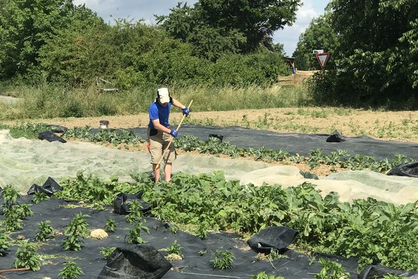 Eine Person arbeitet in einem Gemüseacker