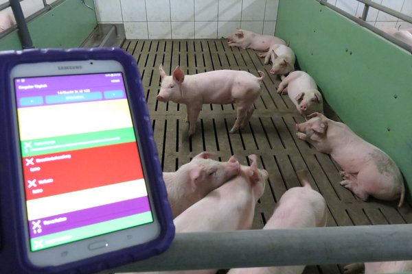 Ein Tablet wird vor eine Bucht in einem Schweinestall gehalten. Auf dem Tablet ist eine App zu sehen.